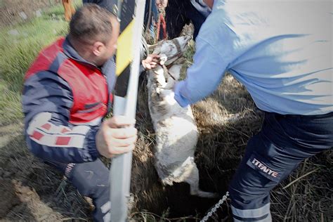 K­u­y­u­y­a­ ­d­ü­ş­e­n­ ­k­e­ç­i­ ­k­u­r­t­a­r­ı­l­d­ı­ ­-­ ­S­o­n­ ­D­a­k­i­k­a­ ­H­a­b­e­r­l­e­r­
